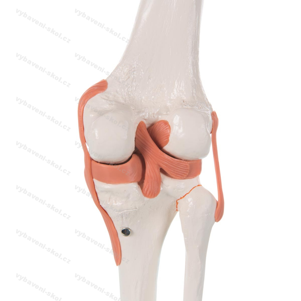 Knee joint. Модель коленного сустава. Макет коленного сустава. Коленный сустав 3d.